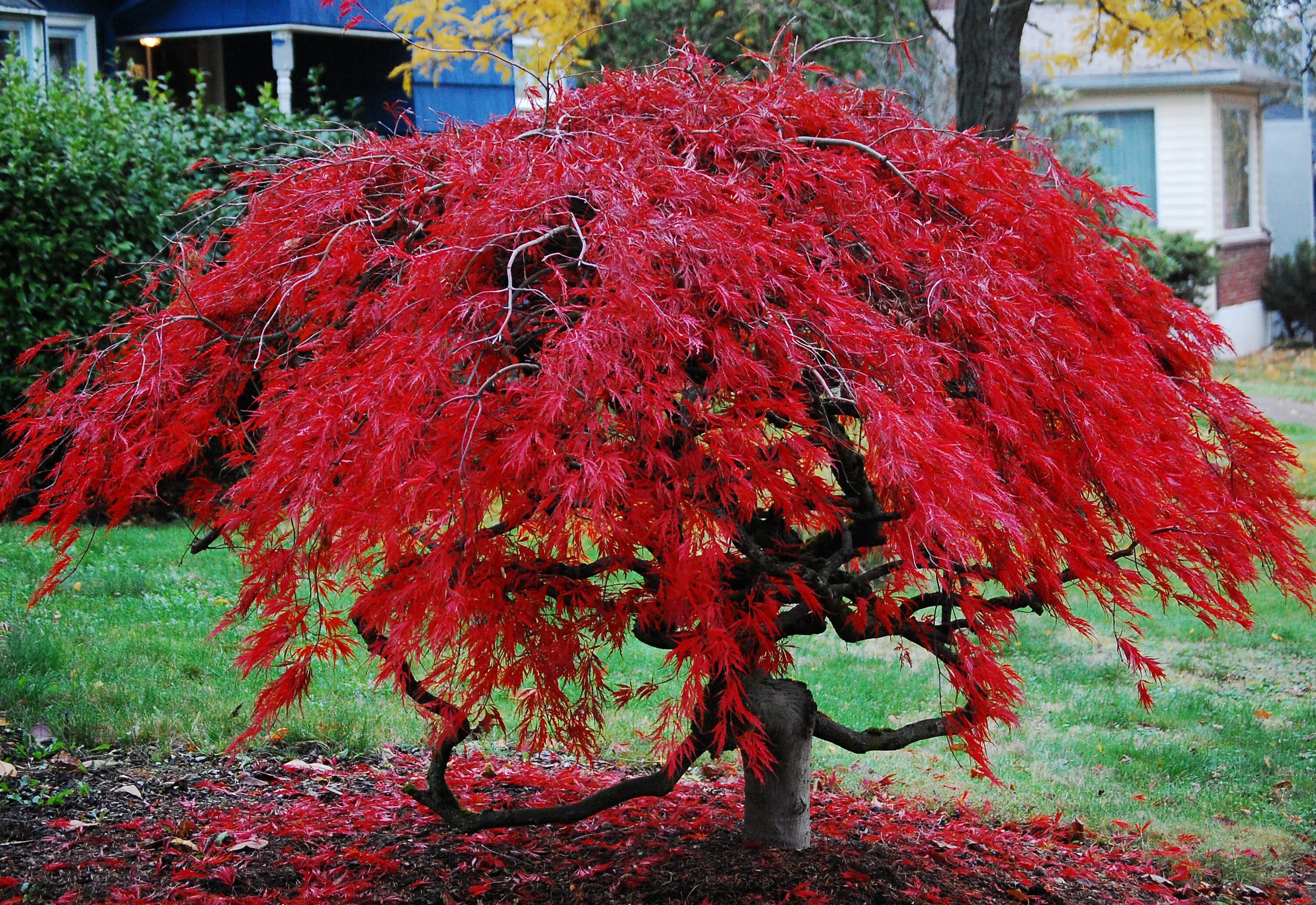 Японский клен Acer palmatum. Клен дланевидный/веерный (Acer palmatum Atropurpureum) p9. Клён дланевидный\веерный "Acer palmatum". Клен веерный Кацура.