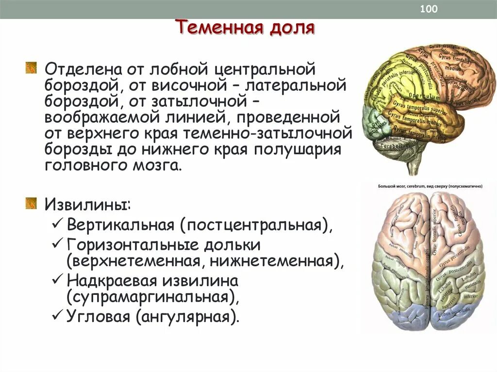 Затылочно теменная область мозга. Извилины теменной доли. Извилины лобной доли головного мозга.