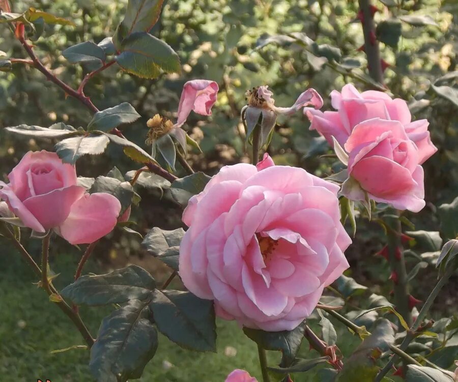 Розы в Крыму. Сорта роз Никитского ботанического сада.