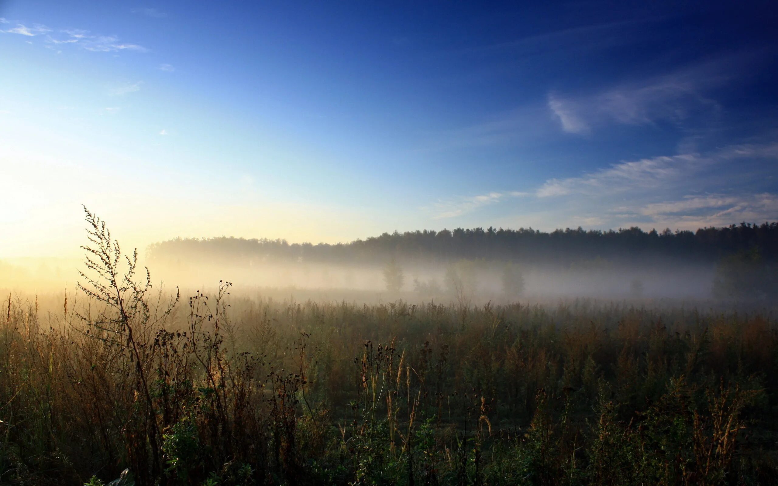 Лес туман лето. Утренний туман. Предрассветный туман. Утренний пейзаж. Природа в дымке.
