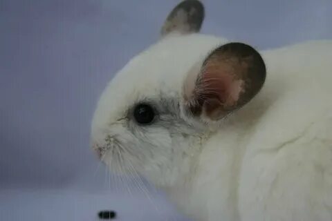 Шиншилла белая