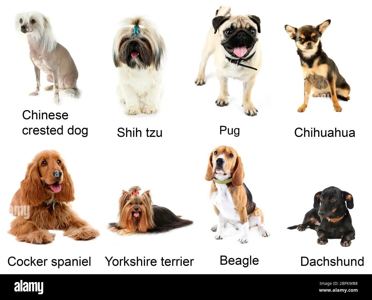 Different Breed. Бигль Йоркширский терьер. Types of Dog Breeds. Small differences