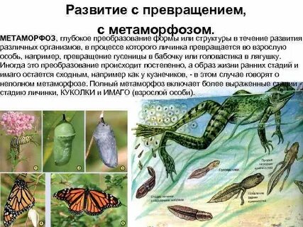 Зеленая черепаха развитие с метаморфозом
