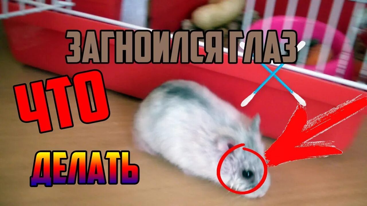 Чем лечить глаз хомяку. Чем лечить глаз хомяку. Чем лечить глаз хомяку. Конъюнктивит у хомяка джунгарика. Лишай у джунгарского хомяка.
