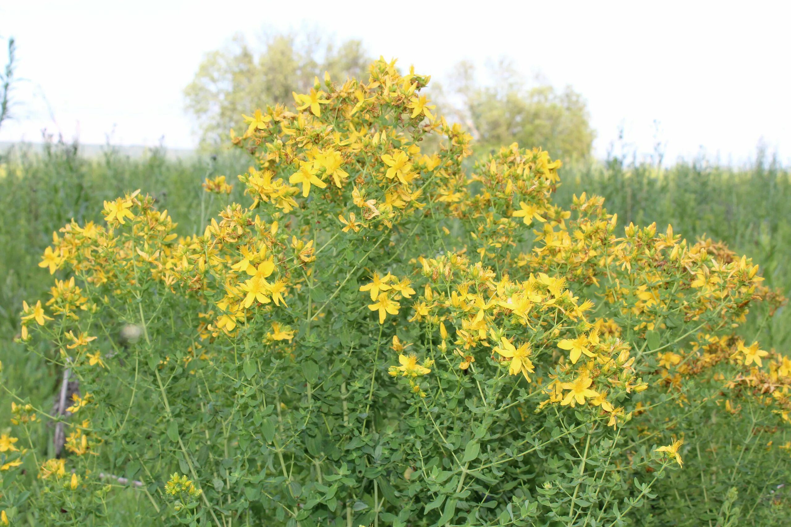 зверобой мята душица чабрец. желтая душица зверобой. травы душица зверобой. травы душица зверобой. зверобой мята душица чабрец.