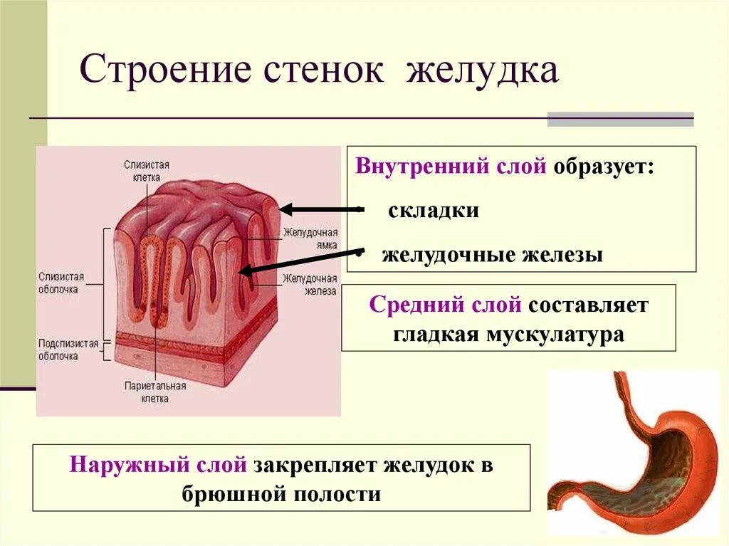 Слои стенки желудка анатомия. Внутреннее строение желудка анатомия. Схема строения стенки ЖКТ. Ткань наружного слоя желудка.