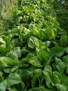 Green vegetable bed