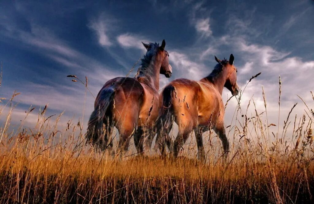 Лошадь в поле. Две лошади. Пейзаж с лошадьми. Лошади на природе. Лошади на рассвете.