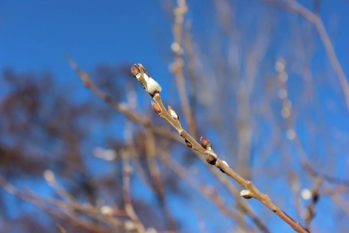 в ночь на введение распускается верба. ранняя весна ветки. верба зимой распускается чудо. распускание вербы на введение. верба распускается в декабре на праздник введения.