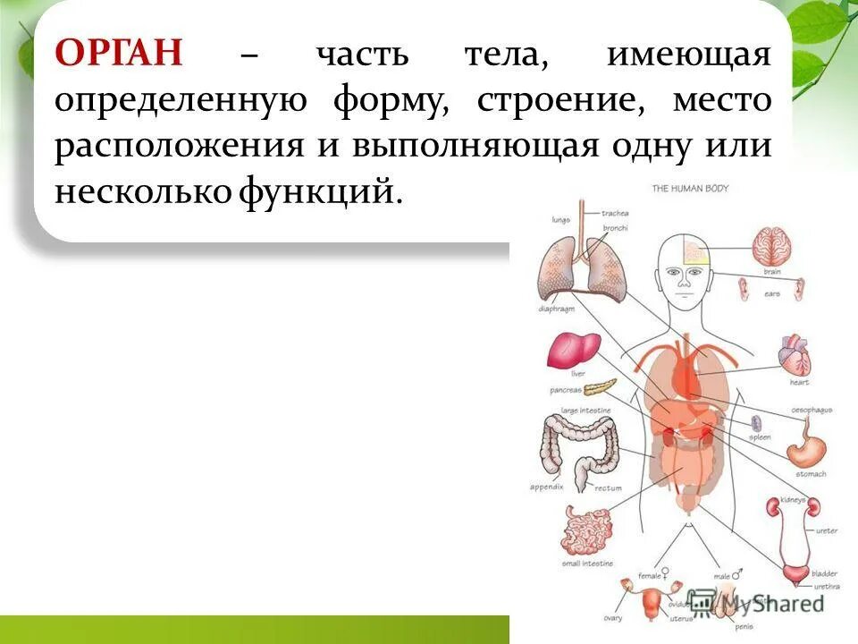 Орган это имеющая определенную форму строение. Анатомия органов. Орган это часть организма. Часть организма имеющая определенное строение. Орган определение анатомия.