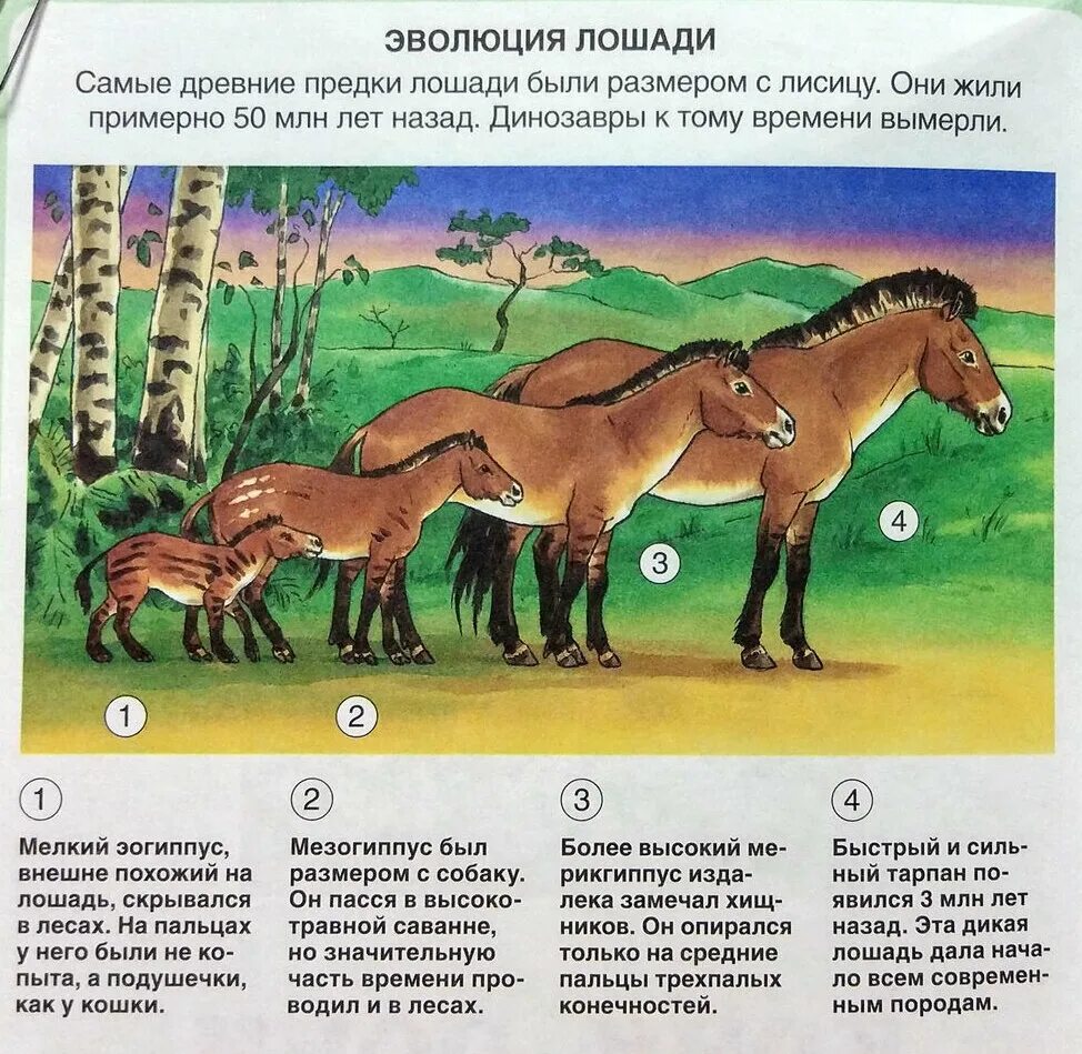 Филетическая Эволюция лошади. Этапы эволюции лошади. Происхождение лошади Эволюция. Схема исторического развития лошади. Время жизни лошади