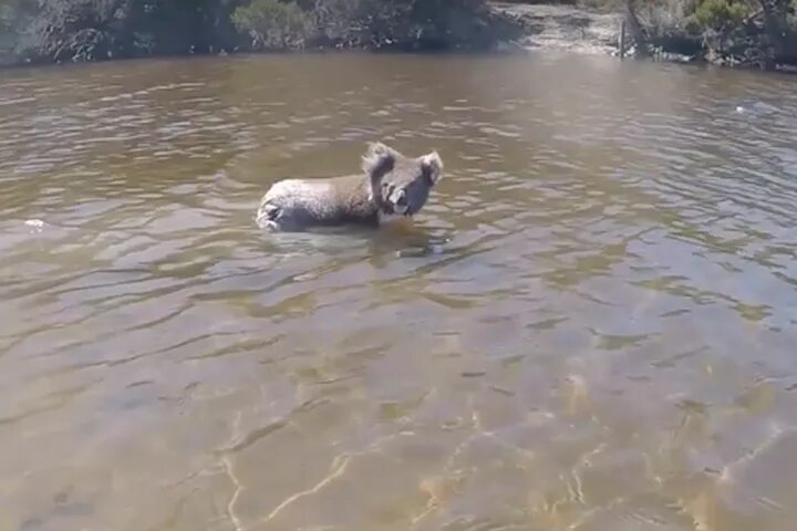 Коалы плавают. Коала в воде. Коала плавает. Коала плавает в воде. Коала плывет.