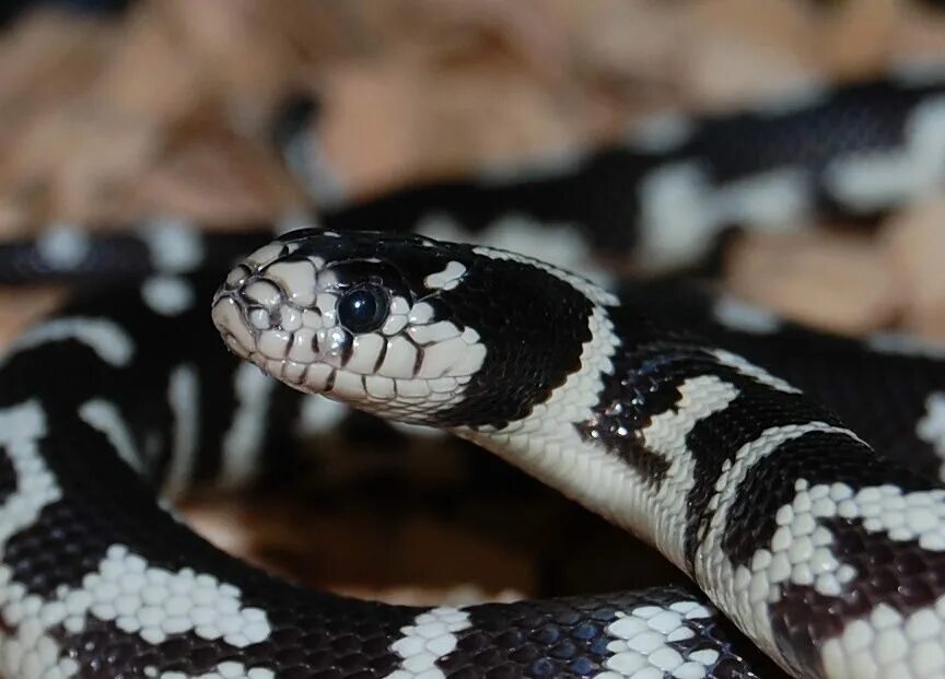 Молочная змея кэмпбелла альбинос. Молочная змея синалойская (lampropeltis triangulum sinaloae). Молочная змея нельсона albino. Синалойская королевская змея. Королевская калифорнийская змея (lampropeltis getulus californiae) banded cafe.