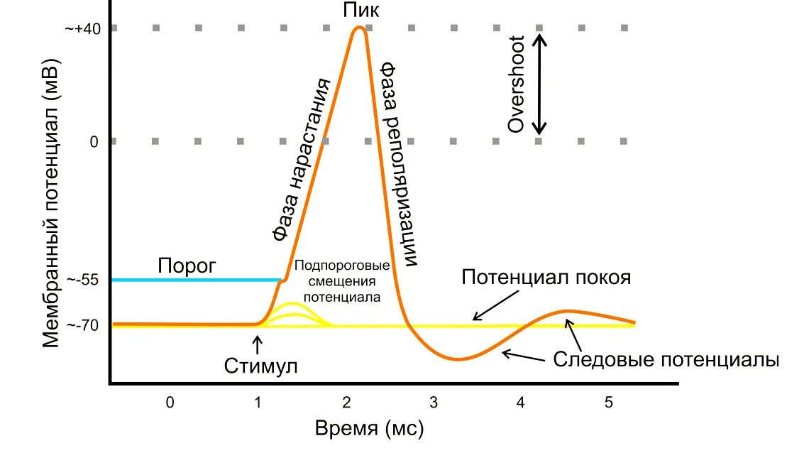 Потенциал действия физиология это. Схема потенциала действия фазы. Схема потенциала действия физиология. Схема потенциала действия нервной клетки. График мембранного потенциала покоя.