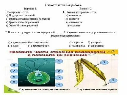 Тест общая характеристика водорослей 7 класс ответы