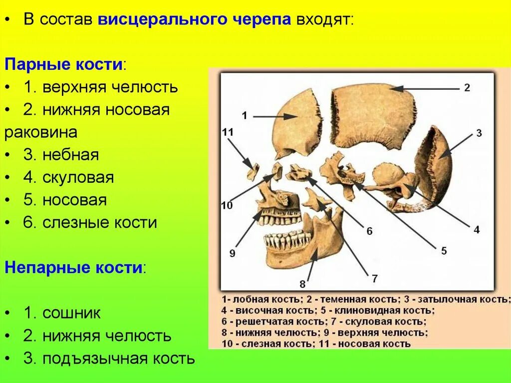 Кости лицевого черепа парные и непарные. Парные и непарные кости лицевого отдела черепа. Кости мозгового черепа. Непарные кости.. Кости лицевого отдела черепа небная кость. Парной костью являются