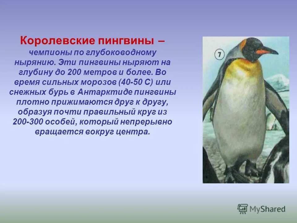 Императорский пингвин чемпион по нырянию среди пингвинов. Рассказ о королевском пингвине. Королевский Пингвин описание для детей. Королевский Пингвин красная книга. Доклад про пингвинов 2 класс.