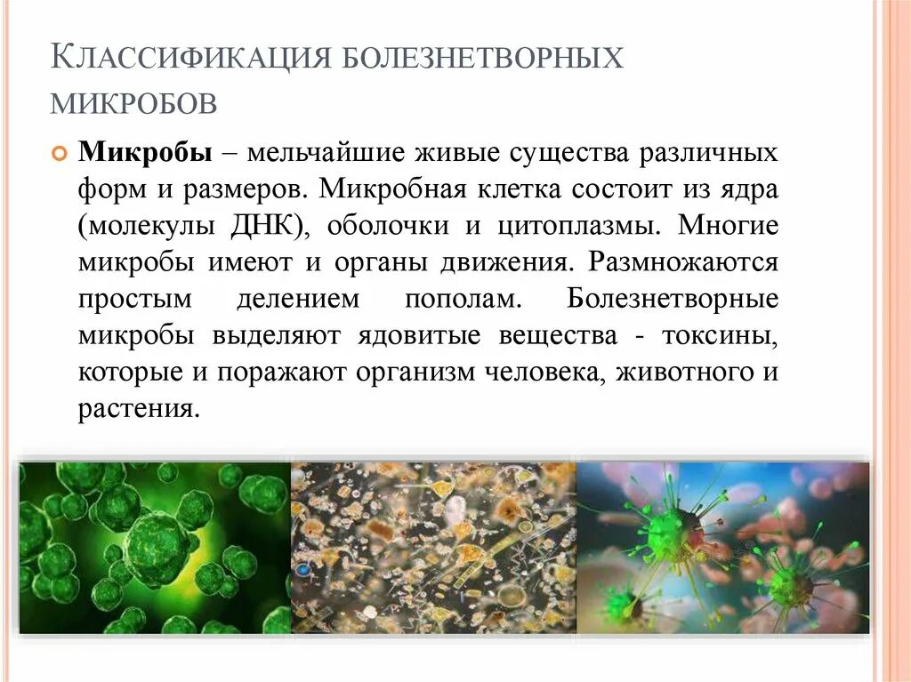 Болезнетворная бактерия 7. Классификация болезнетворных бактерий. Болезнетворные бактерии бациллы. Микроорганизмы мельчайшие живые существа. Бактерии это мельчайшие живые.