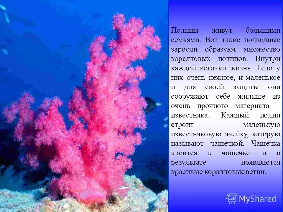 Описание коралла. Описание коралла