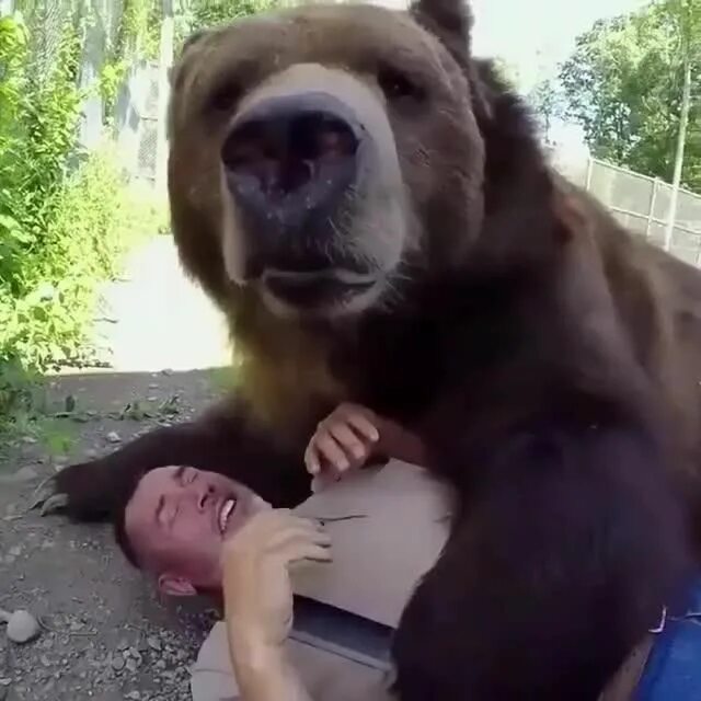 Видео смешной мишка