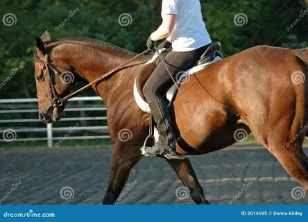 Training A Horse Videos Images 
