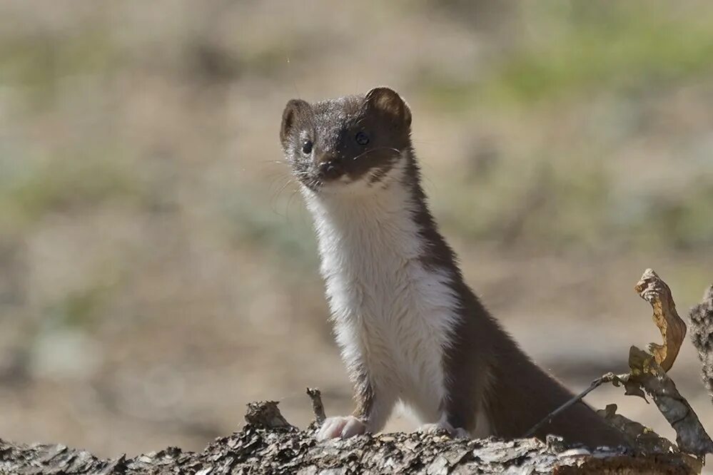 Куница ласка горностай. Горностай хищник. Хорек альбинос. Ласка в природе. Ласка в степи.
