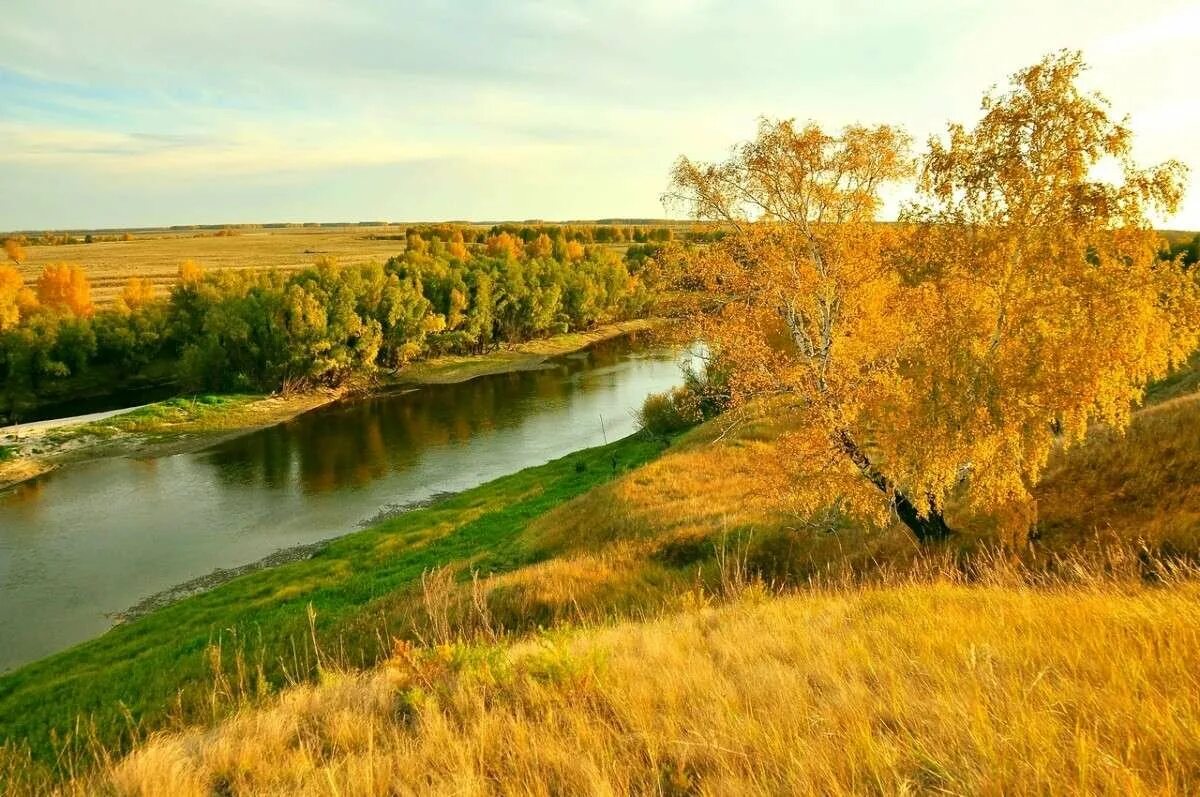 Родной край омск. Река тарбуга омская область. Река омь омская область. Родной край омская область. Река омь пейзаж омская область.