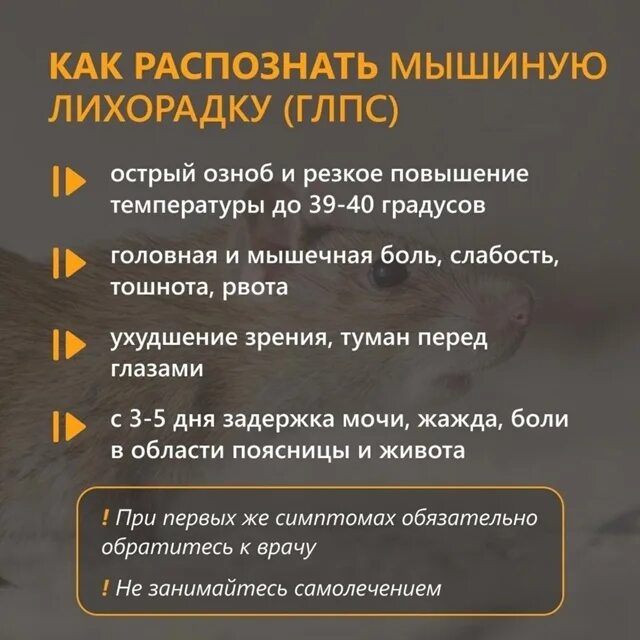 Как лечить мышиную лихорадку