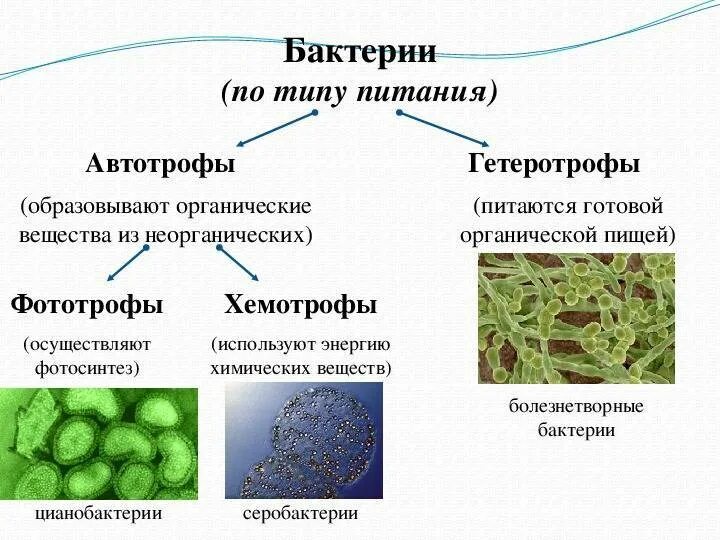 Бактерии гетеротрофы 5 класс биология. Биология 5 класс микроорганизмы бактерии. Бактерии гетеротрофы 5 класс. Типы питания автотрофы и гетеротрофы 5 класс. Группы организмов цианобактерии