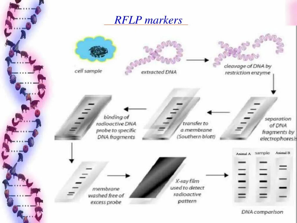 Набор тест днк. RFLP анализ. Метод restriction fragment length polymorphism (RFLP).. RFLP метод. RFLP маркеры.