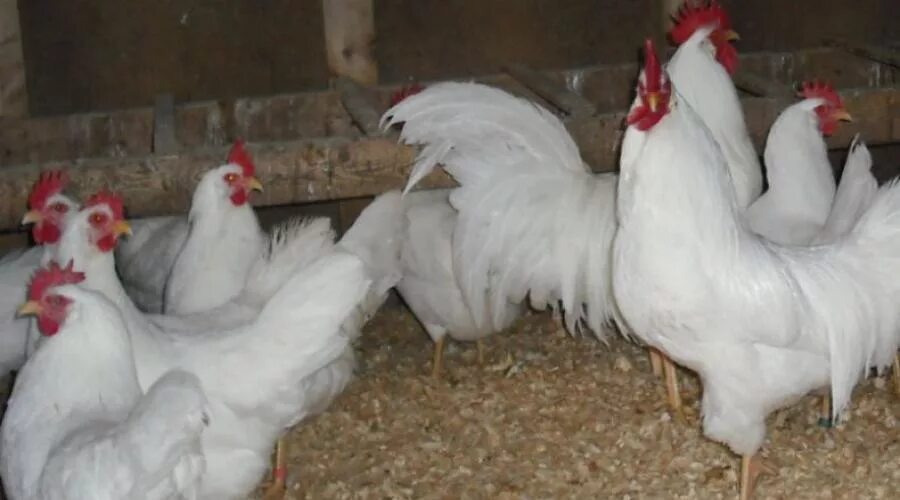 Ломан леггорн. Леггорн белый описание. Леггорн белый описание. Леггорн белый описание. Куры несушки леггорн.