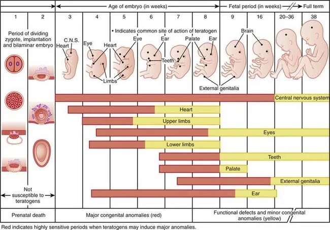 Periods of Human Development.