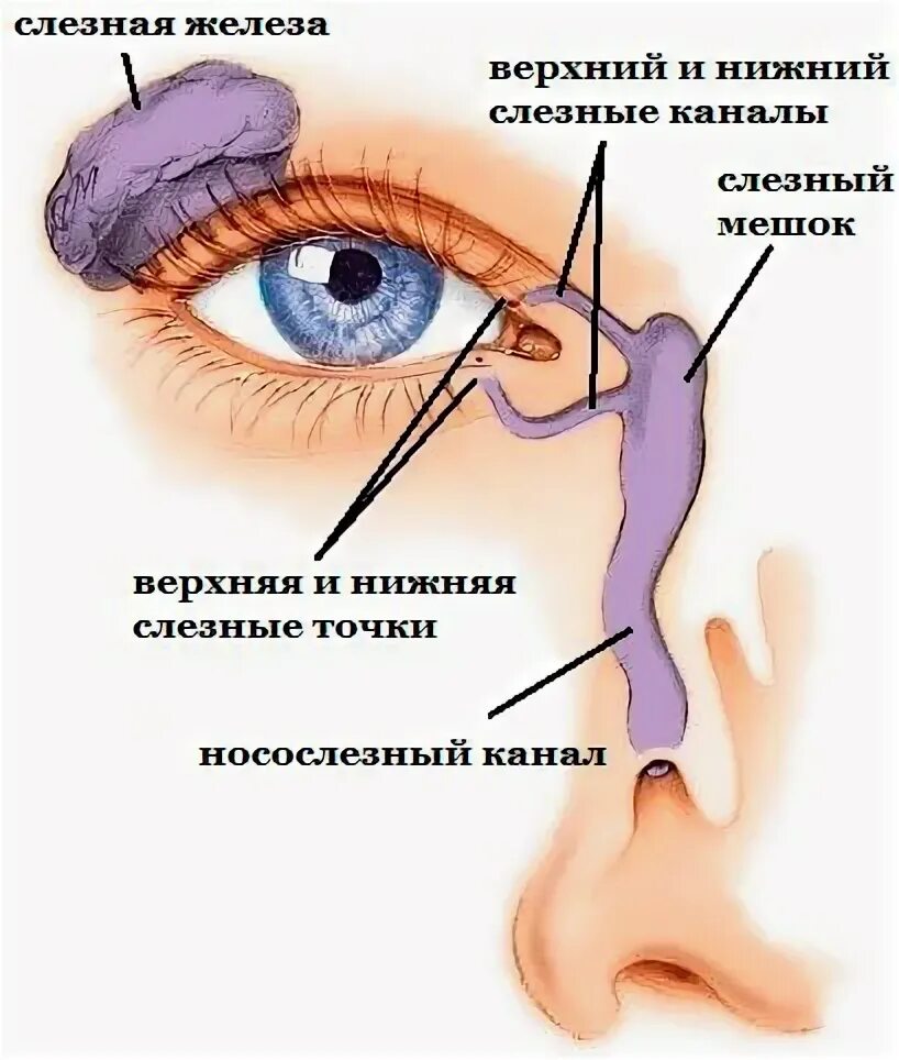 What Is Blepharitis? - StoryMD