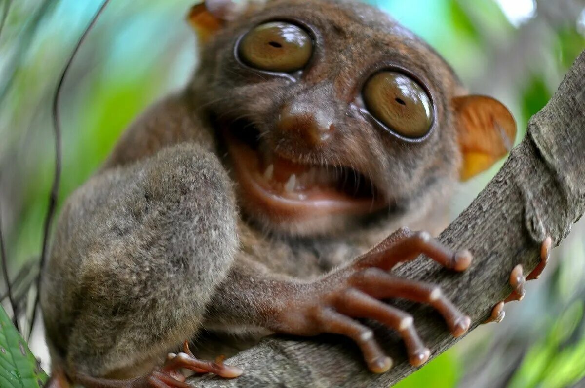 Крот слепыш обыкновенный. Полуобезьяна долгопят. Долгопят бебра. Гигантский слепыш. Сова.