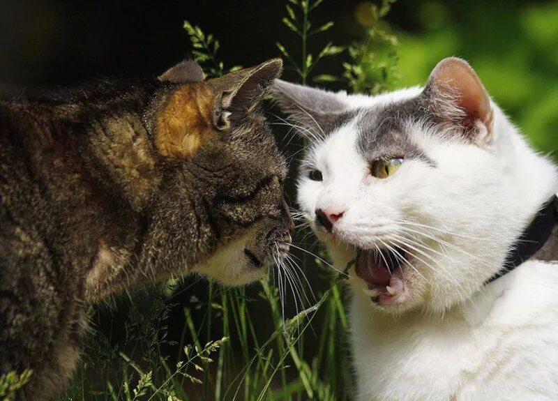 Стихи диалоги для детей. Диалог с вопросительными местоимениями. Стишки про диких животных для малышей. Коммуникация животных. Диалог сказки 2 класс.