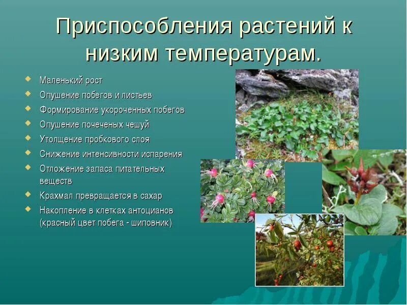Какая растительность на территории