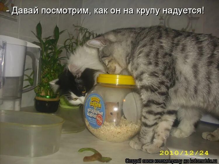 Как мышь на крупу. Надулся на крупу. Надутый хомячок. Мышь на крупу. Мышь дуется на крупу.