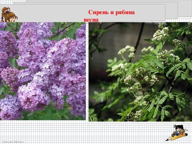 Пересказ куст сирени куприн. Сирень и рябина. Рассказ коваля сирень и рябина главная мысль. Стихотворение про сирень. Рассказ коваля сирень и рябина главная мысль.