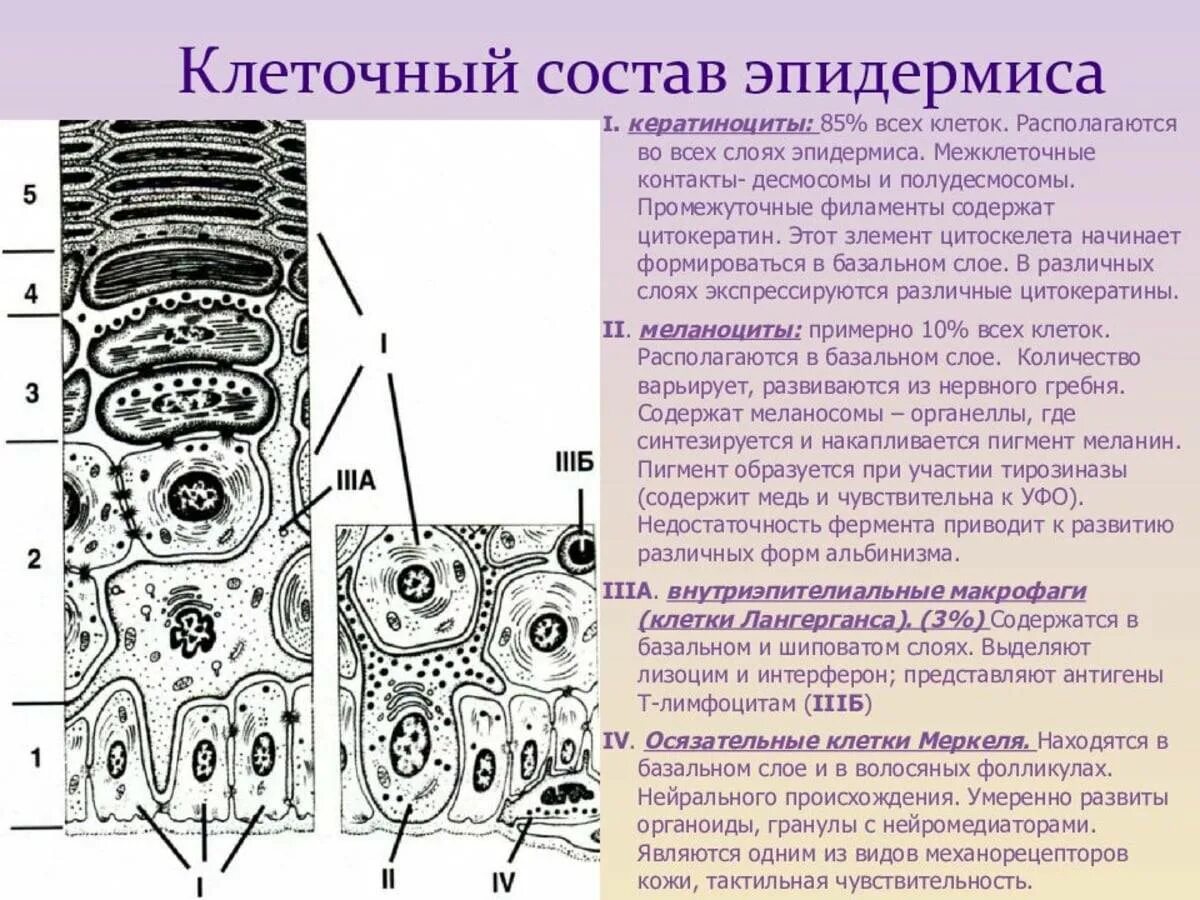 Кожица состоит из клеток