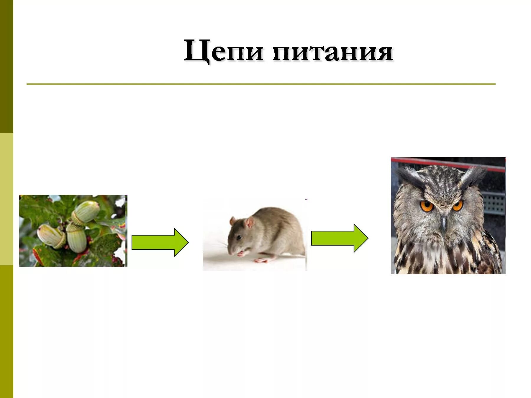 Цепи питания животных леса. 3 цепи питания окружающий мир 3. цепочка питания животных 3 класс. цепь питания с белкой. пищевая цепочка грибы белка сова.