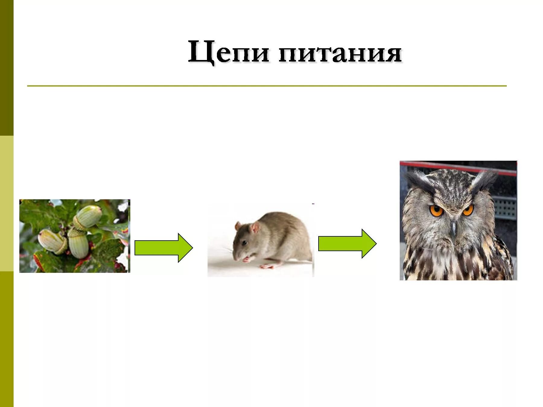 Проверить цепь питания. 3 Цепи питания окружающий мир 3. Цепочка питания животных 3 класс. Цепь питания с белкой. Пищевая цепочка грибы белка Сова.