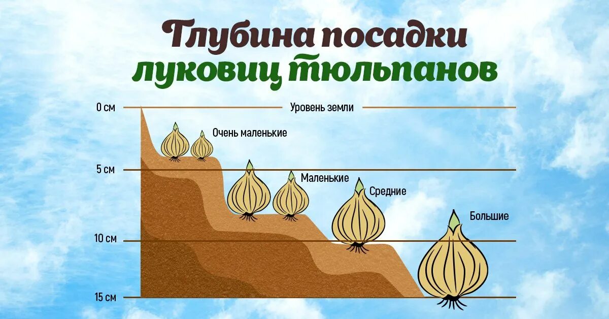 Какая вода должна быть для тюльпанов. Глубина посадки луковиц тюльпанов. Посадка тюльпанов глубина посадки. Схема глубины посадки луковичных. Глубина посадки тюльпанов.