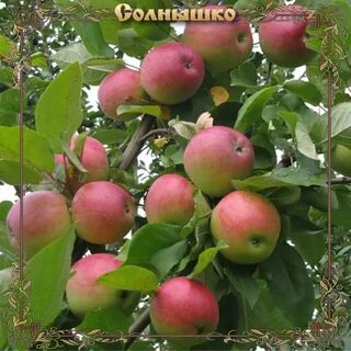 Яблоня солнышко