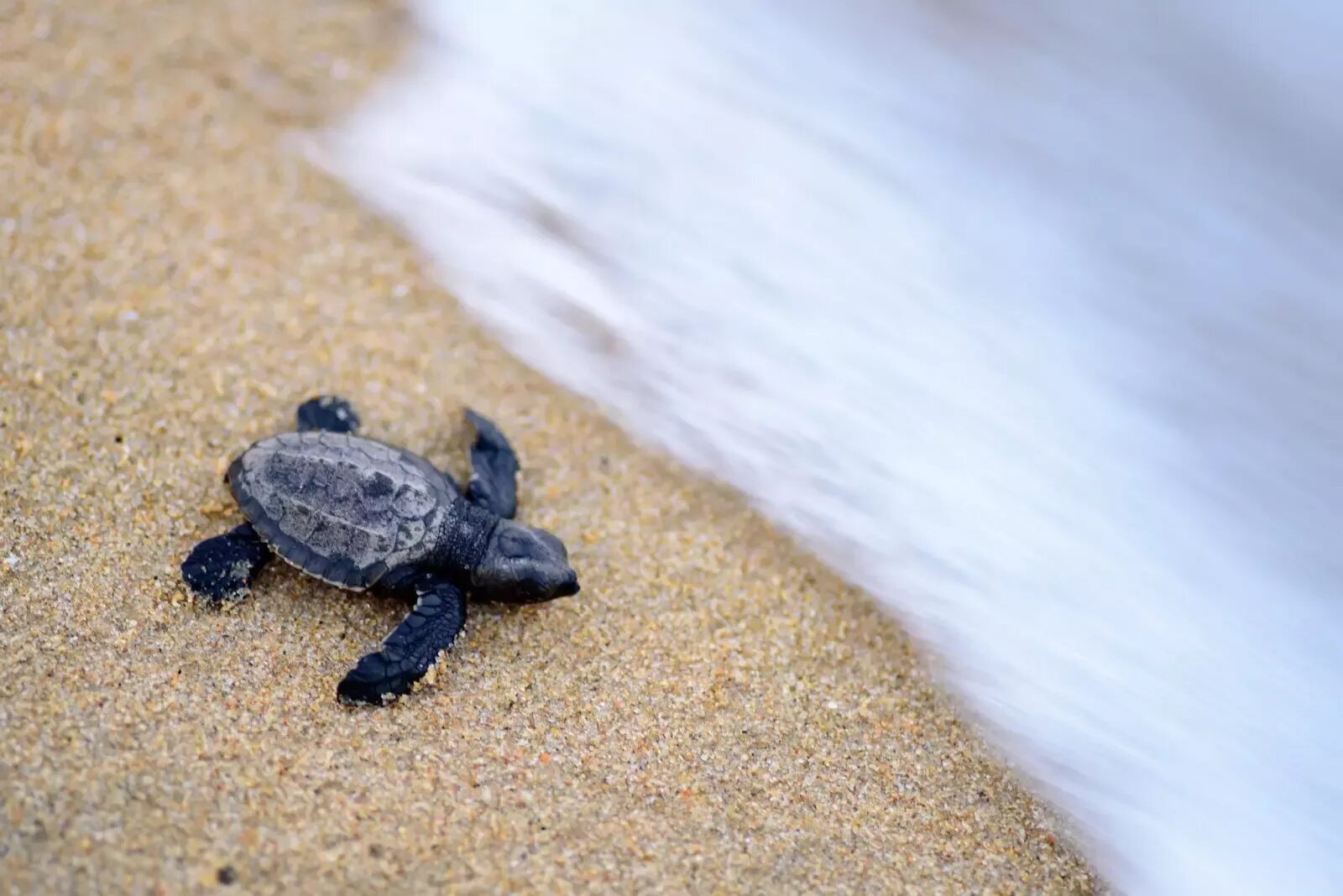 Make the turtle