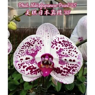 Phal pearl