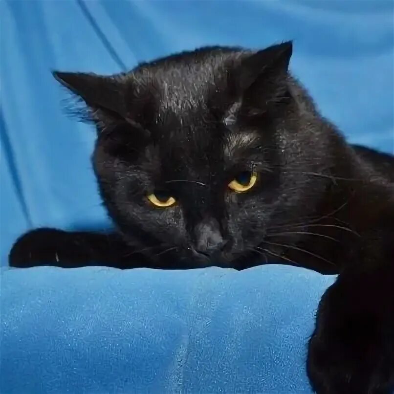 Сиреноголового черного кота