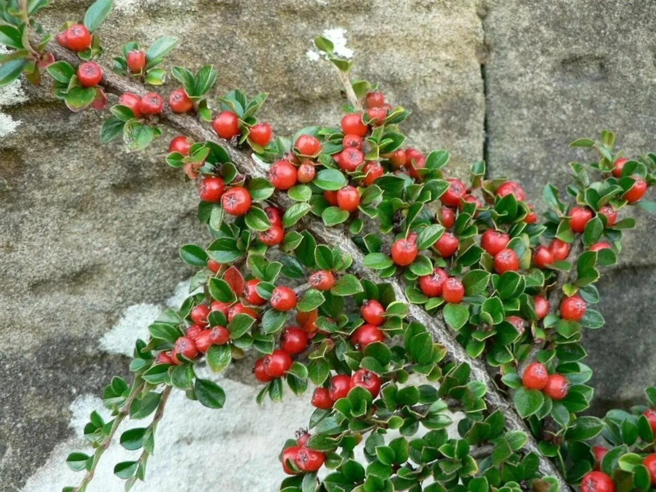 Кизильник Cotoneaster perpusillus. Кизильник иволистный Парктеппих. Кизильник крошечный (Cotoneaster perpusillus).