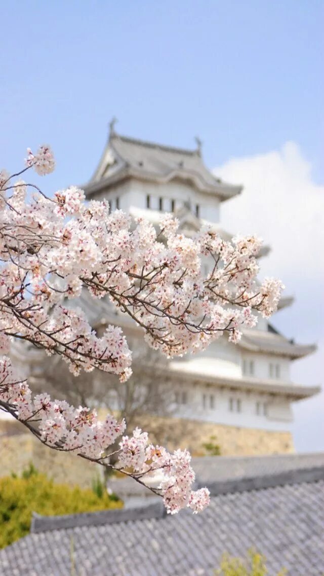 Japanese blossom. Сакура Тайхаку. Сакура утро. Весеннее утро Сакура.