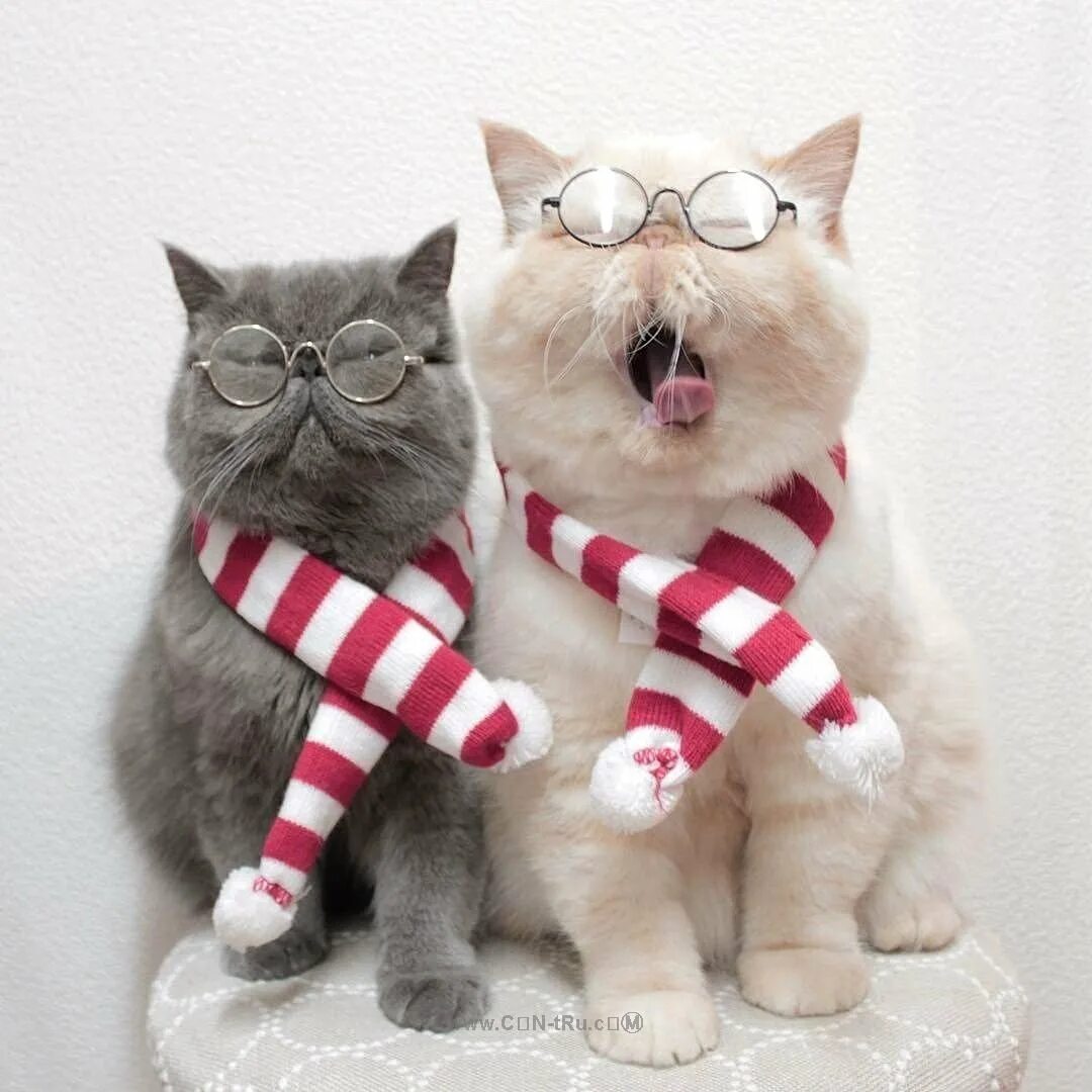 Лп кот. Парные котики. кот экзот. два кота. котики подружки.