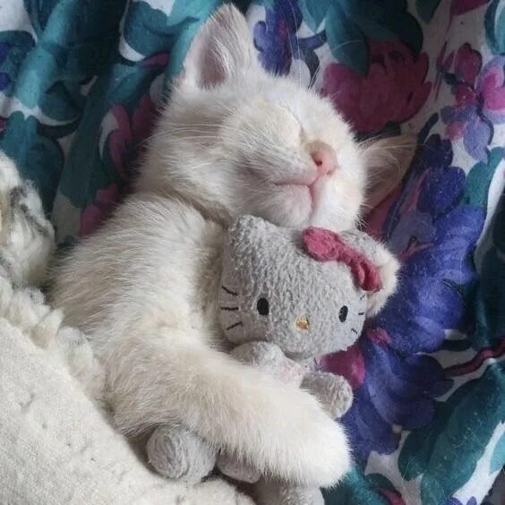 Пин от пользователя Фёдор на доске пикчи Милые котики, Кошачьи цитаты, Милые тек